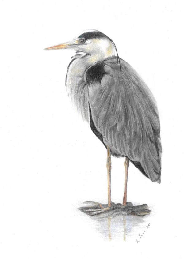Grey Heron Bird colour pencil drawing on plain white background. The print is signed by the artist
