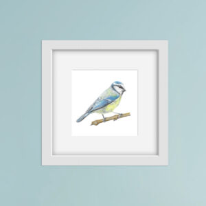 Blue tit bird colour pencil illustration in white frame on a blue wall