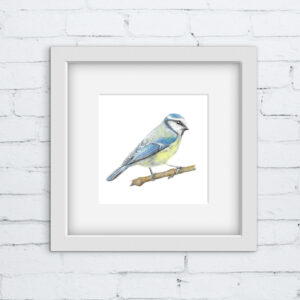 Blue tit bird colour pencil drawing in square white frame on a white brick wall