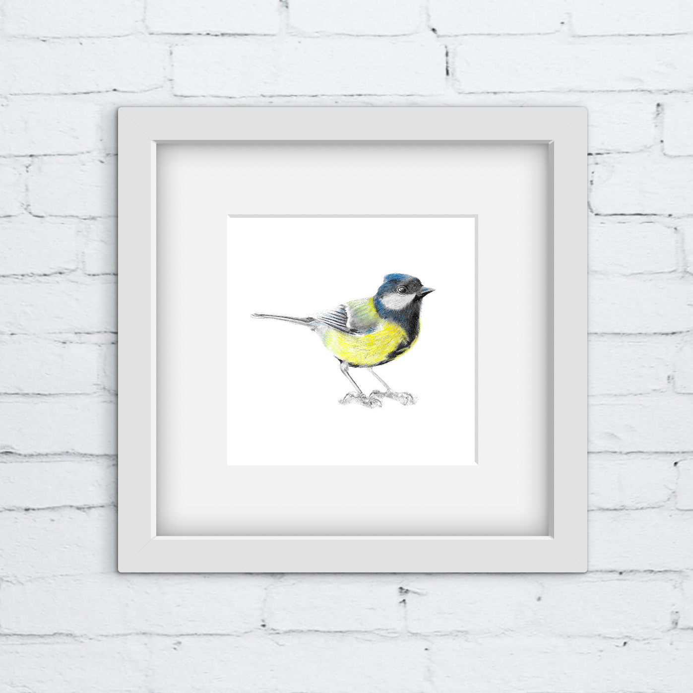 Great tit bird colour pencil drawing. A small grey and yellow bird in a white square frame against a white brick wall