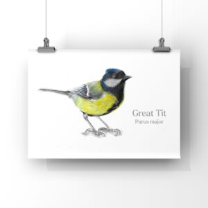 Great Tit bird colour pencil drawing with white background against a white wall