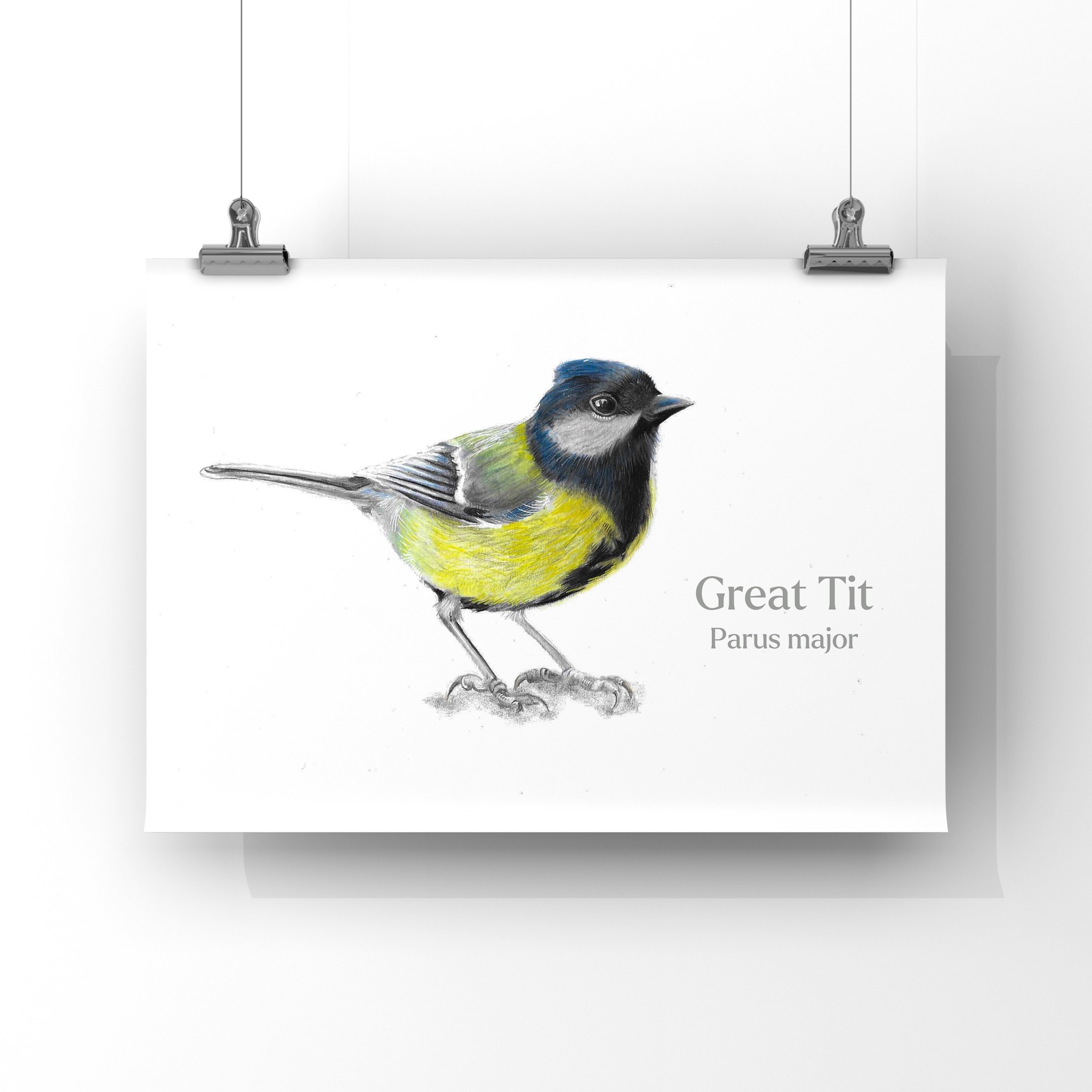 Great Tit bird colour pencil drawing with white background against a white wall