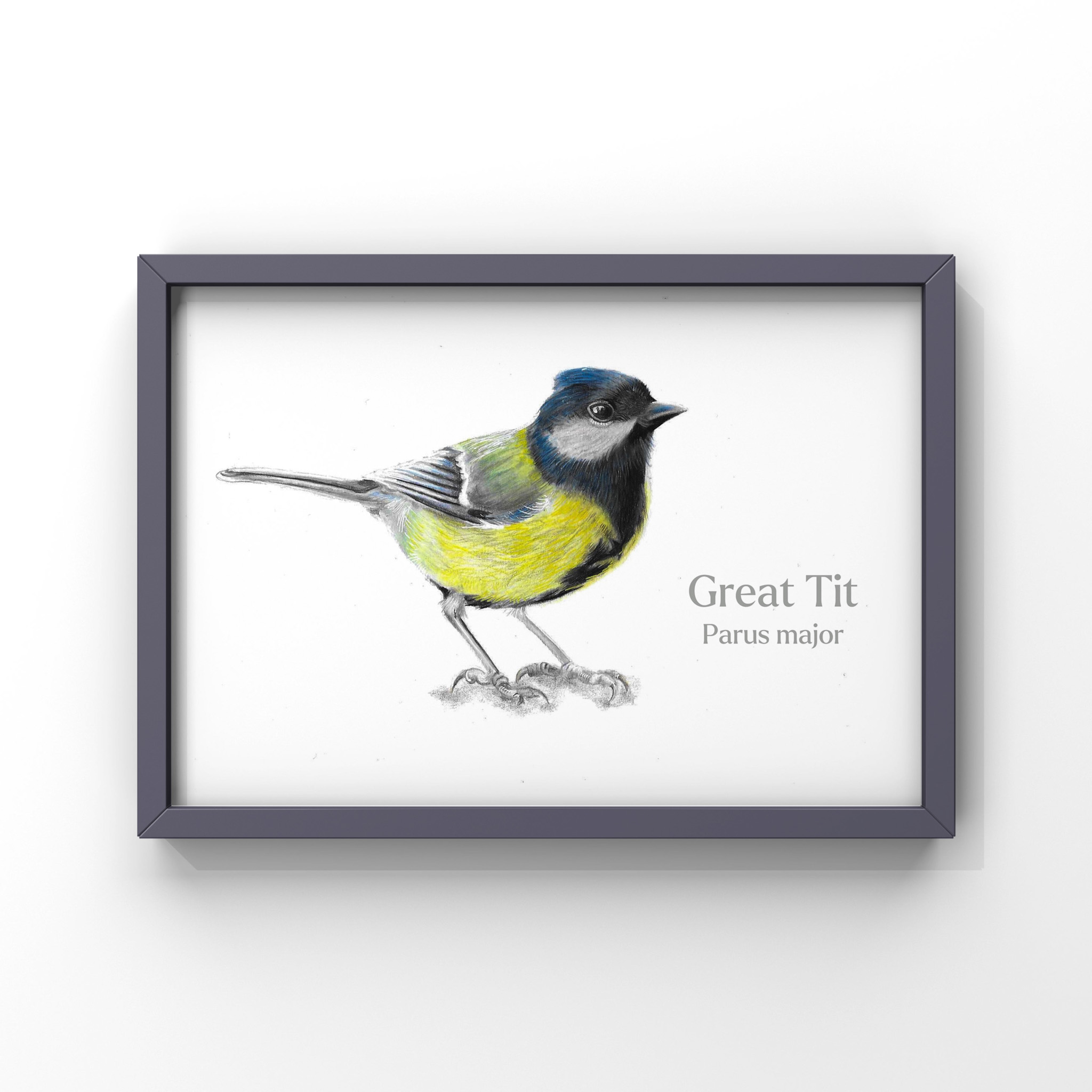 great tit colour pencil drawing with latin text in a dark frame against a white wall