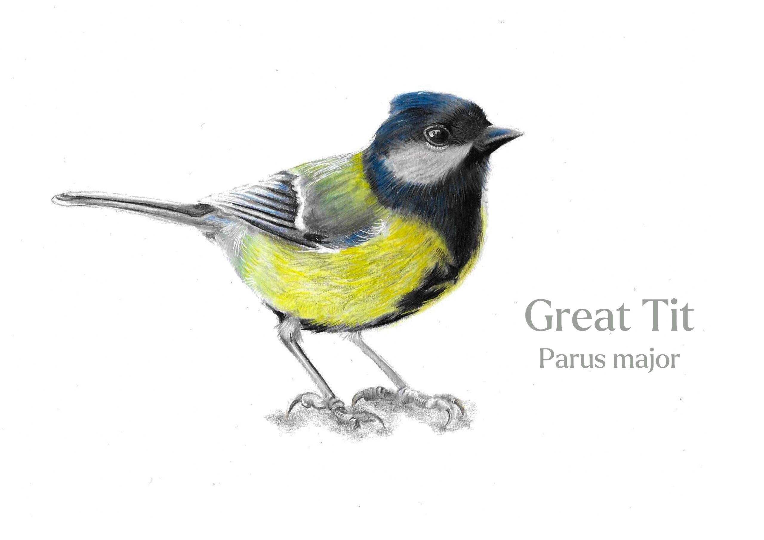 Great Tit colour pencil drawing with Latin text against a white background
