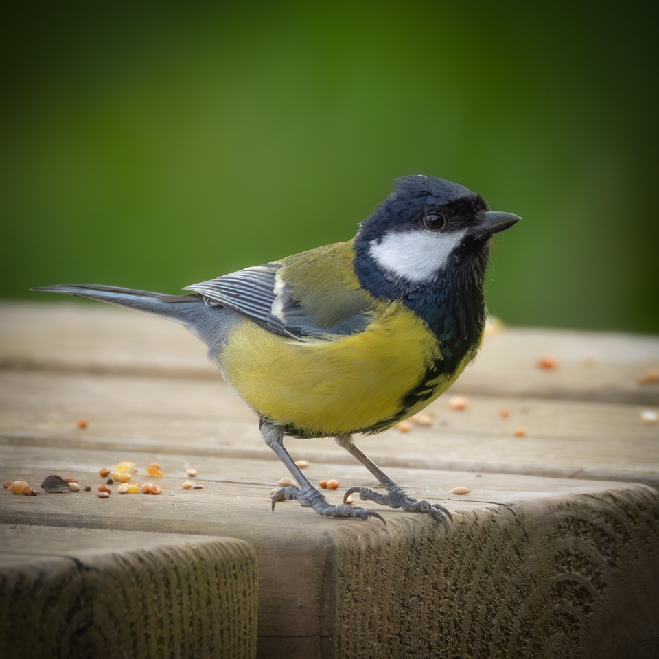 Photograph of a great tit bird on a wooden bench with green background