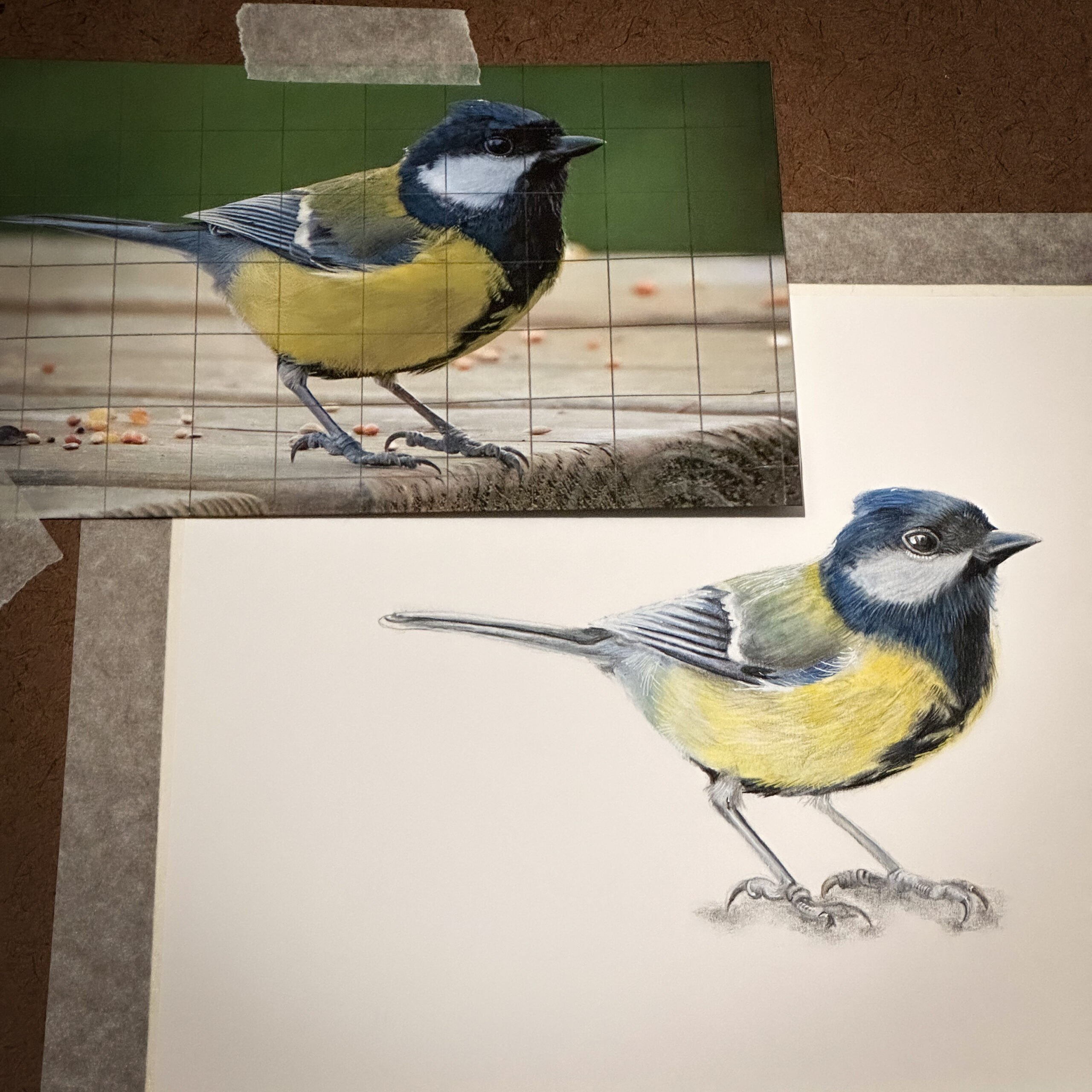 small bird colour pencil drawing on a drawing board with original photograph reference