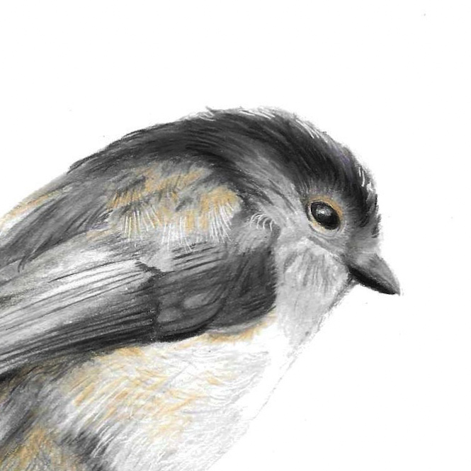 Close up head and shoulder drawing of a long tailed tit bird with white background