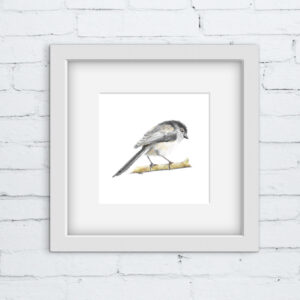 long tailed tit colour pencil square print in white mount and frame