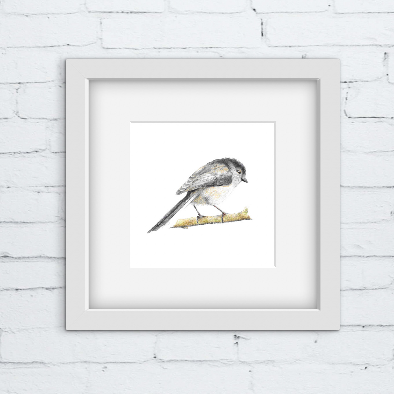 long tailed tit colour pencil square print in white mount and frame