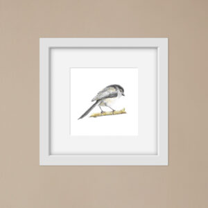 Long Tailed Tit small bird colour pencil illustration. Picture in a white frame on a beige wall