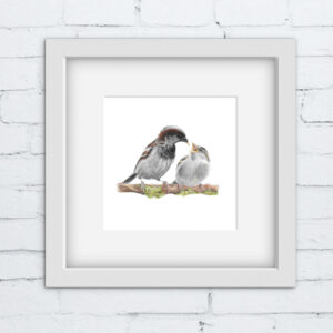 colour pencil drawing of an adult sparrow feeding a baby sparrow on a twig. white square frame.