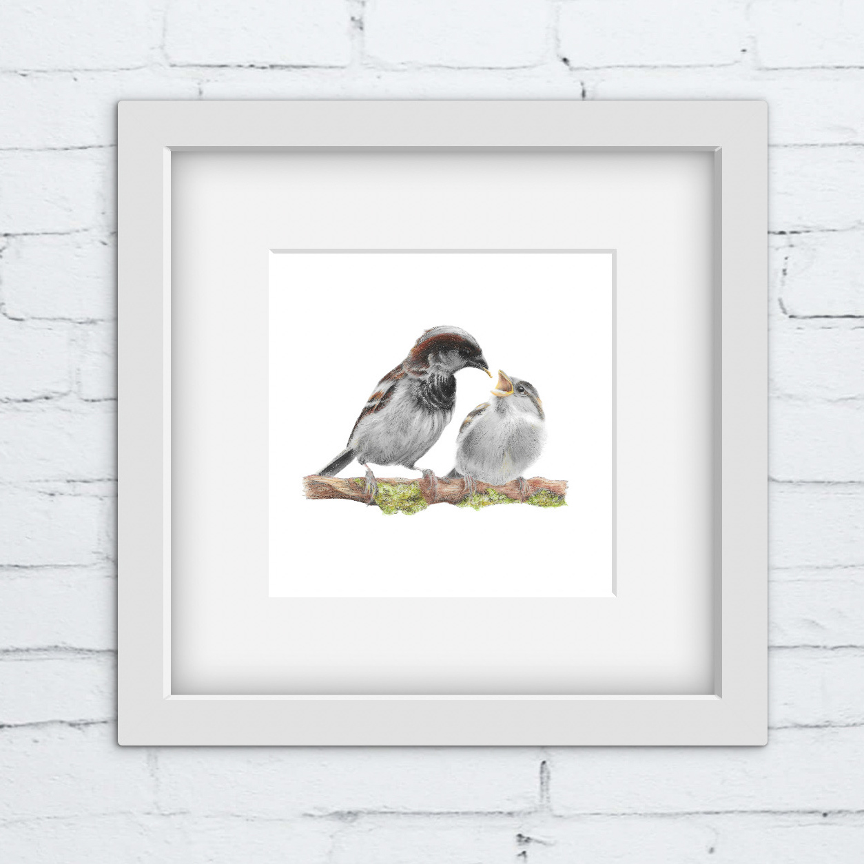 colour pencil drawing of an adult sparrow feeding a baby sparrow on a twig. white square frame.