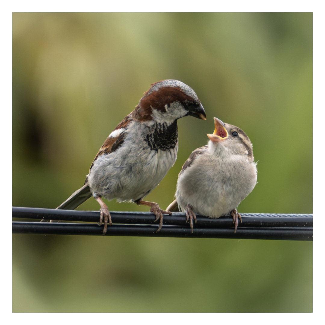 Photograph of an adult male sparrow feeding a baby sparrow