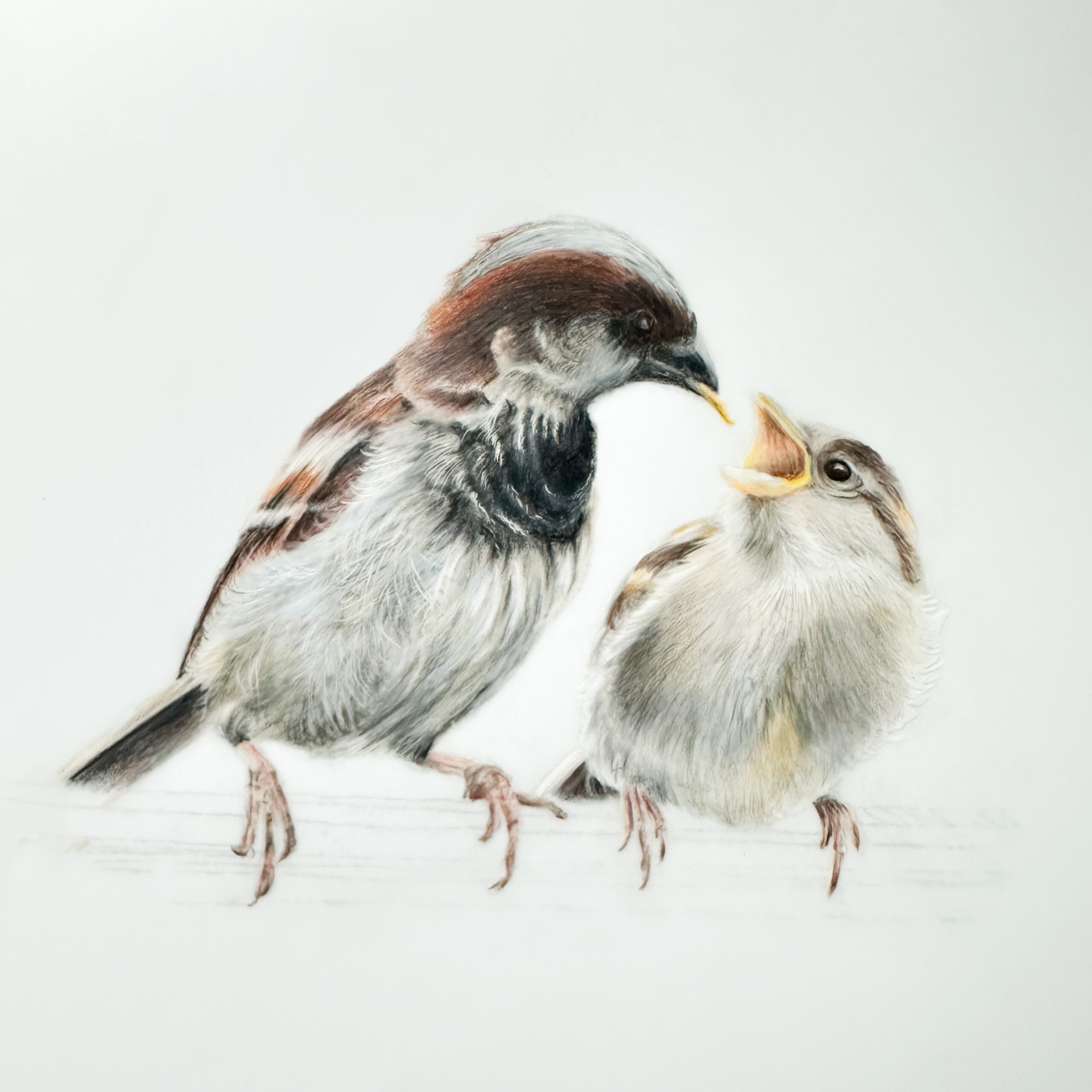 Sparrow and Young Print: Mounted Colour Pencil Bird Drawing - Image 5