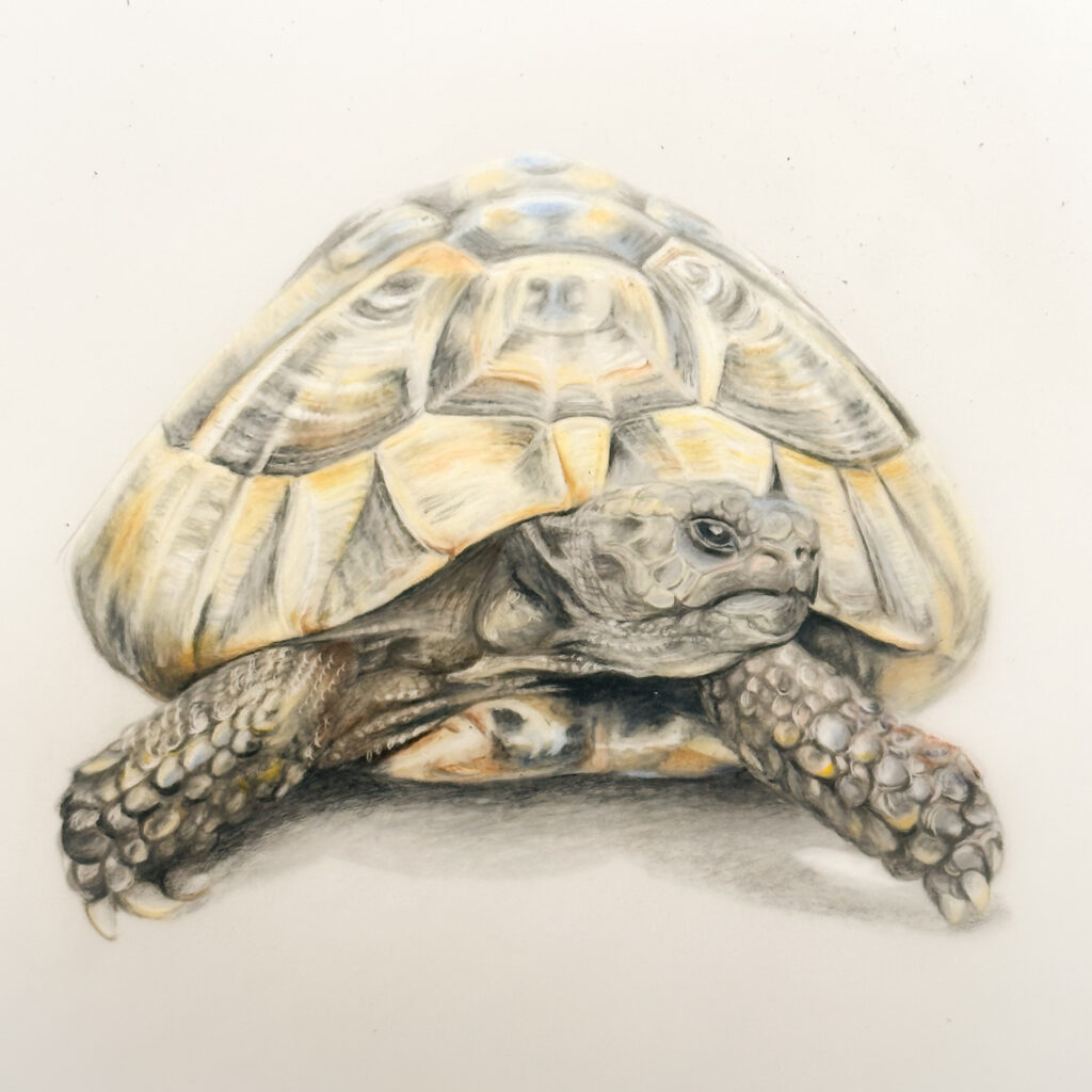 Colour pencil drawing of a tortoise. The tortoise is front on looking across to one side