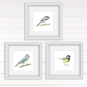 set of 6 mounted bird colour pencil drawing in white frames against a white planked wall