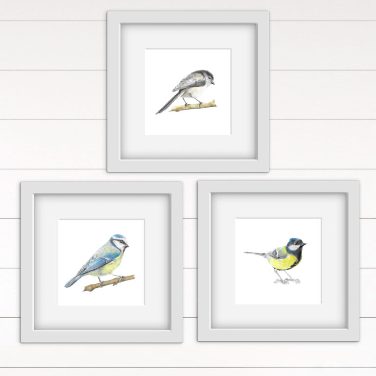 Set of 3 Bird Art Prints : Hand Drawn Bird Art