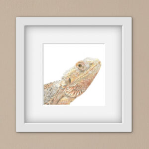 Colour pencil drawing of a bearded dragon in a square white frame on a beige wall