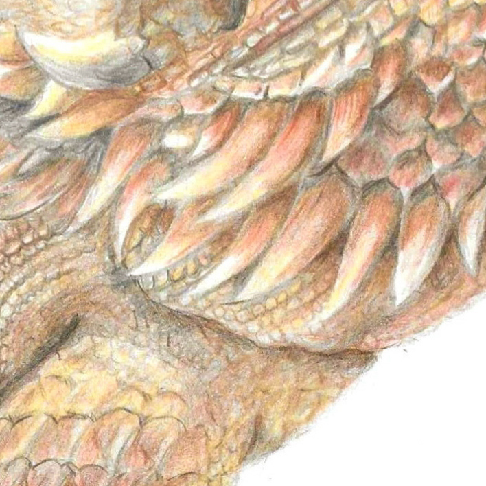 close up of many different types of scales around a bearded dragon's neck area