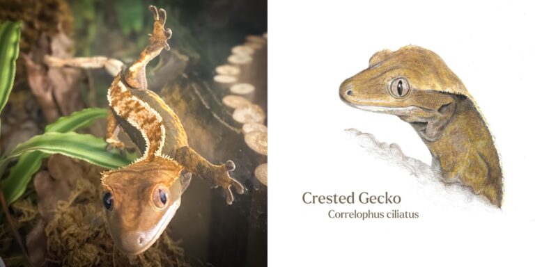 crested gecko photograph alongside a colour pencil drawing