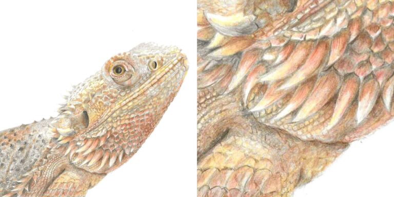 Banner picture showing a bearded dragon drawing on one half and a close up of bearded dragon scales on the other half