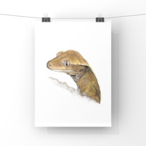 Colour pencil drawing of a crested gecko clipped onto a wire