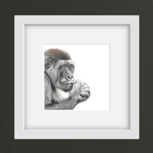Colour pencil drawing of a gorilla in a square white frame against a black wall