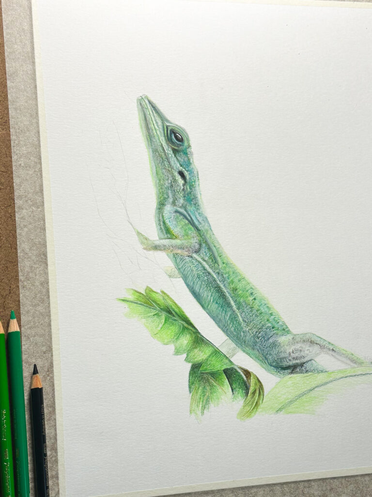 Colour pencil drawing of a green anole lizard on a drawing board