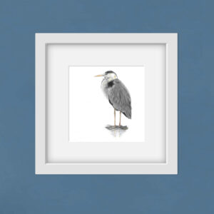 grey heron colour pencil drawing in a square white frame on a blue wall