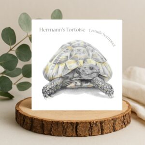 colour pencil drawing of a tortoise on a plain white greetings card. The card is standing on a wooden log slice with leaves behind