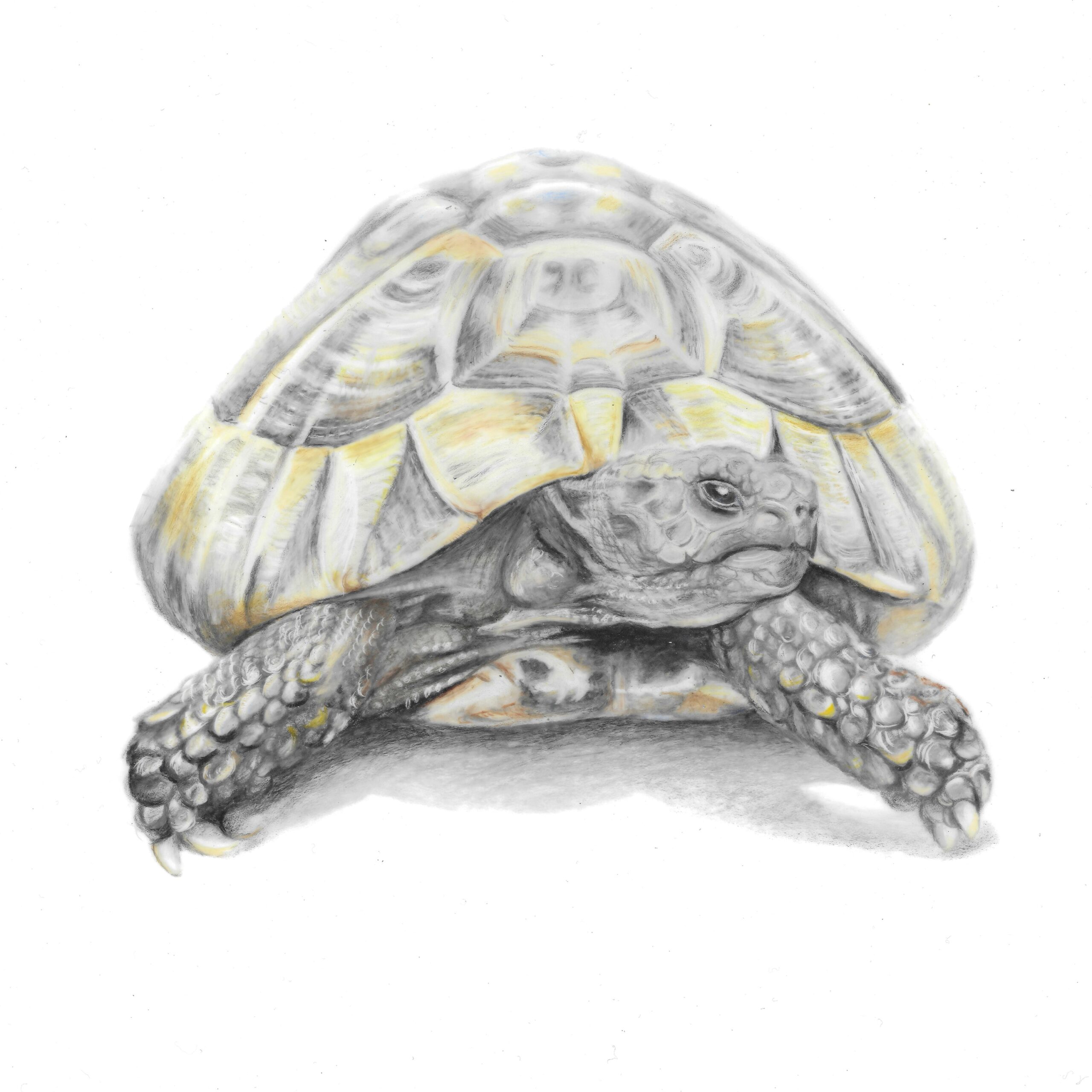 colour pencil drawing of a tortoise on a plain white background