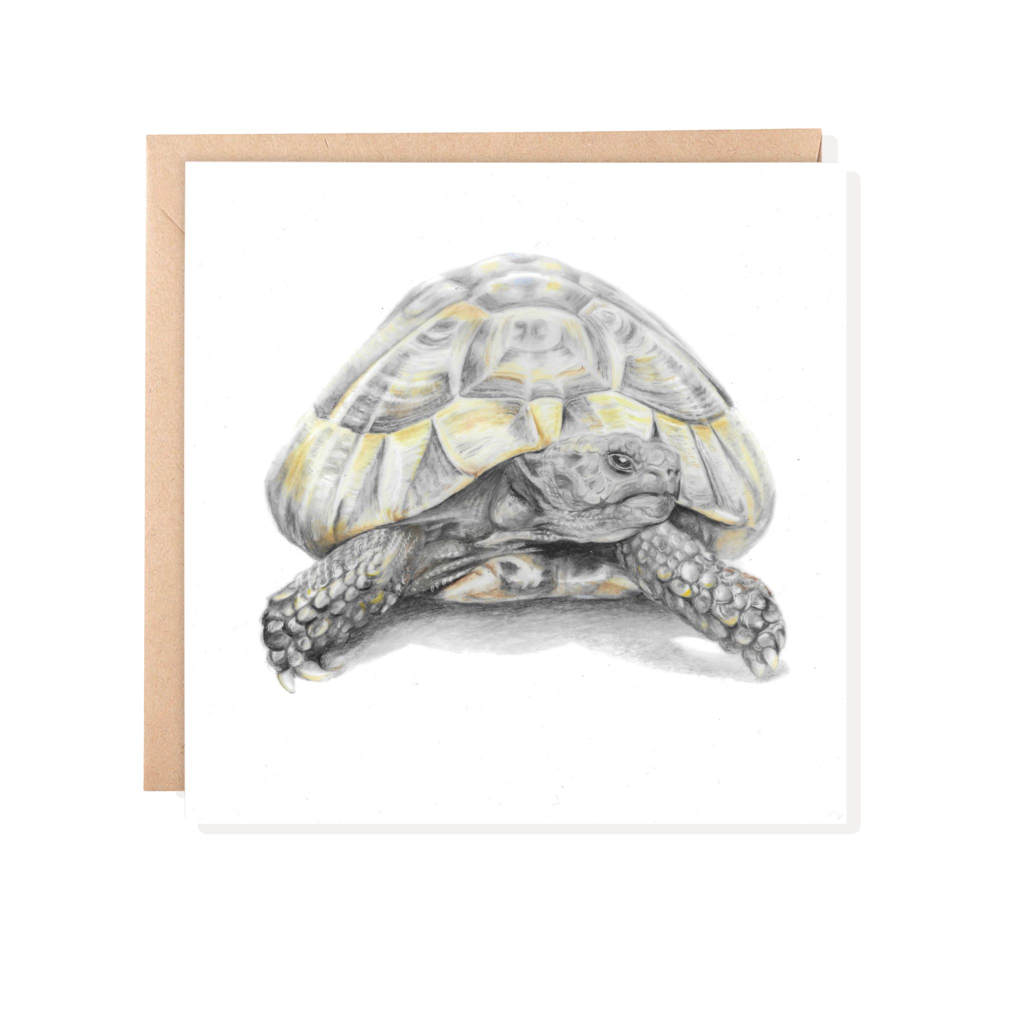 colour pencil drawing of a tortoise on a blank white card. The card is placed on a brown envelope