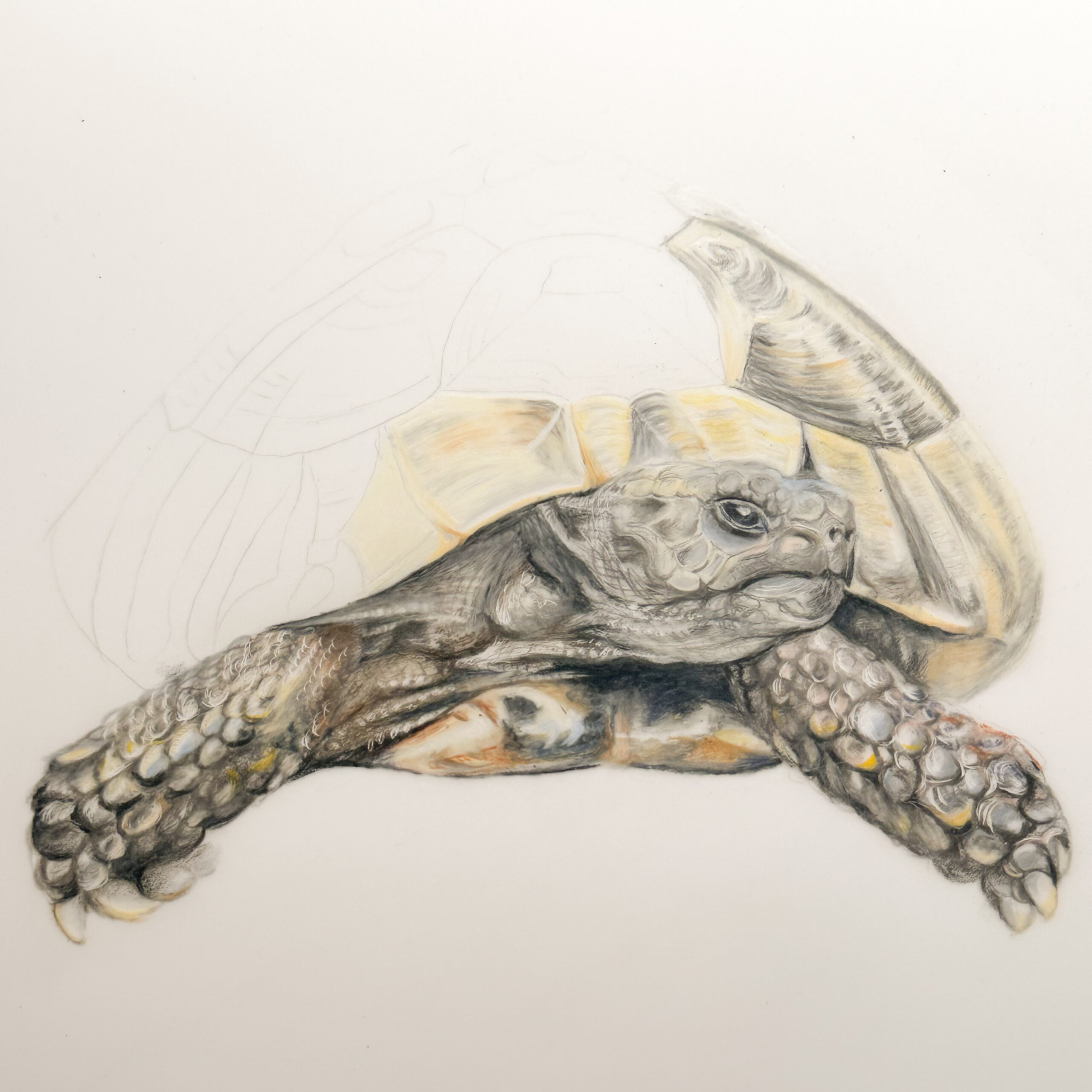 part finished colour pencil drawing of a tortoise. Work in progress