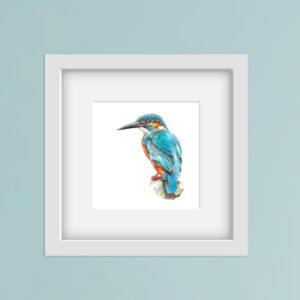 colour pencil drawing of a kingfisher in a square white frame on a blue wall