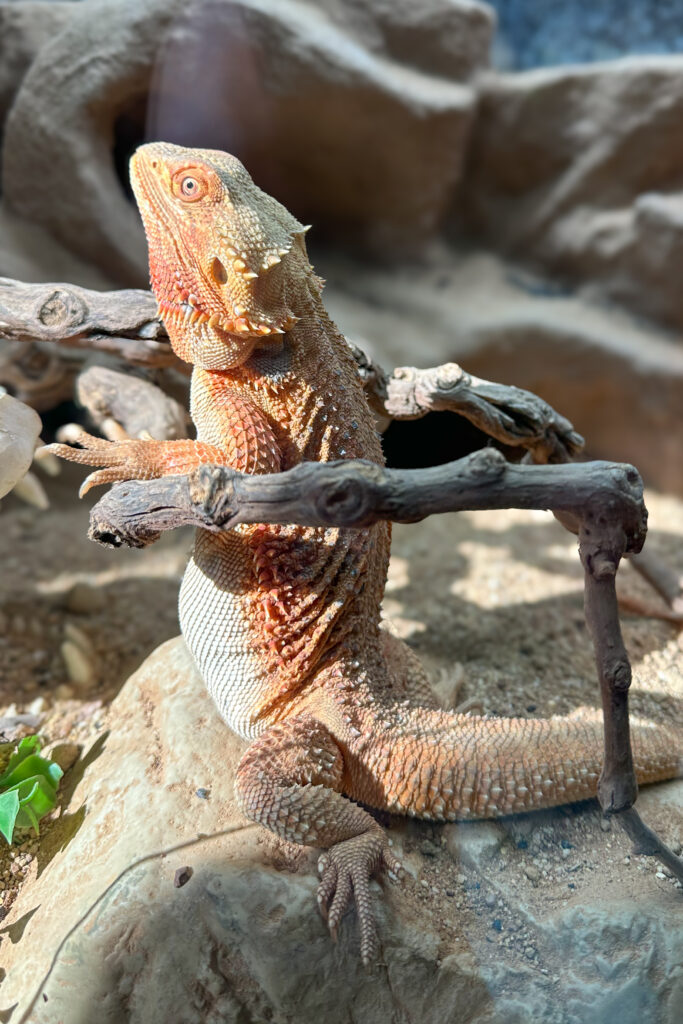 Bearded dragon photo with pot belly