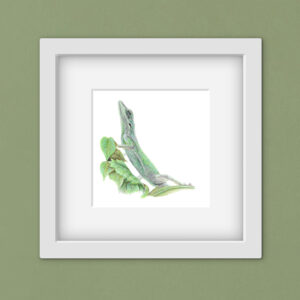 drawing of a green lizard in a square white frame on a green background