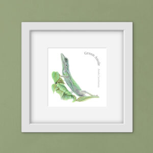 Drawing of a green lizard with latin text in a white square frame with green wall