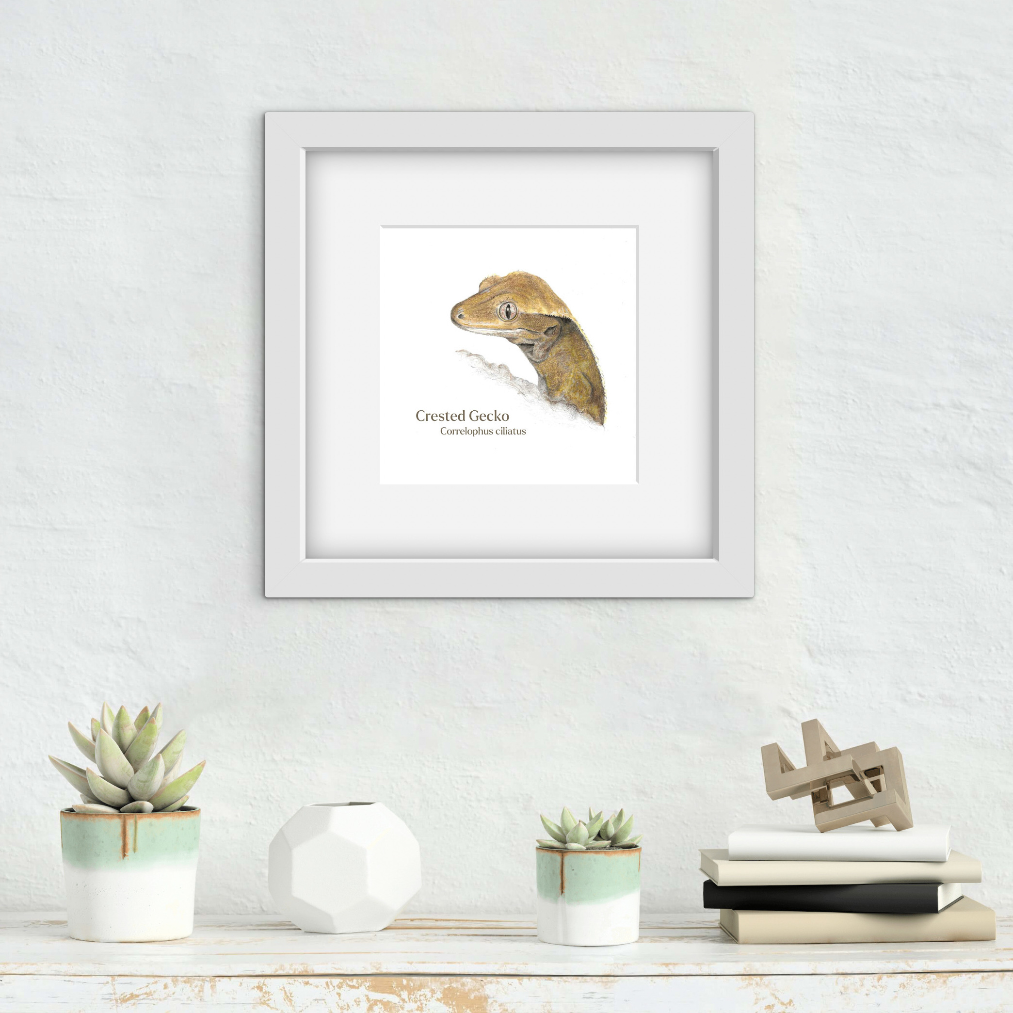 drawing of a crested gecko with Latin text. The drawing is in a square white frame above a shelf with small plants