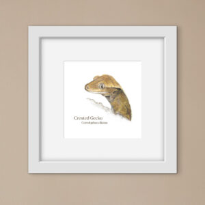 Drawing of a crested gecko with latin text in a square white frame against a beige background