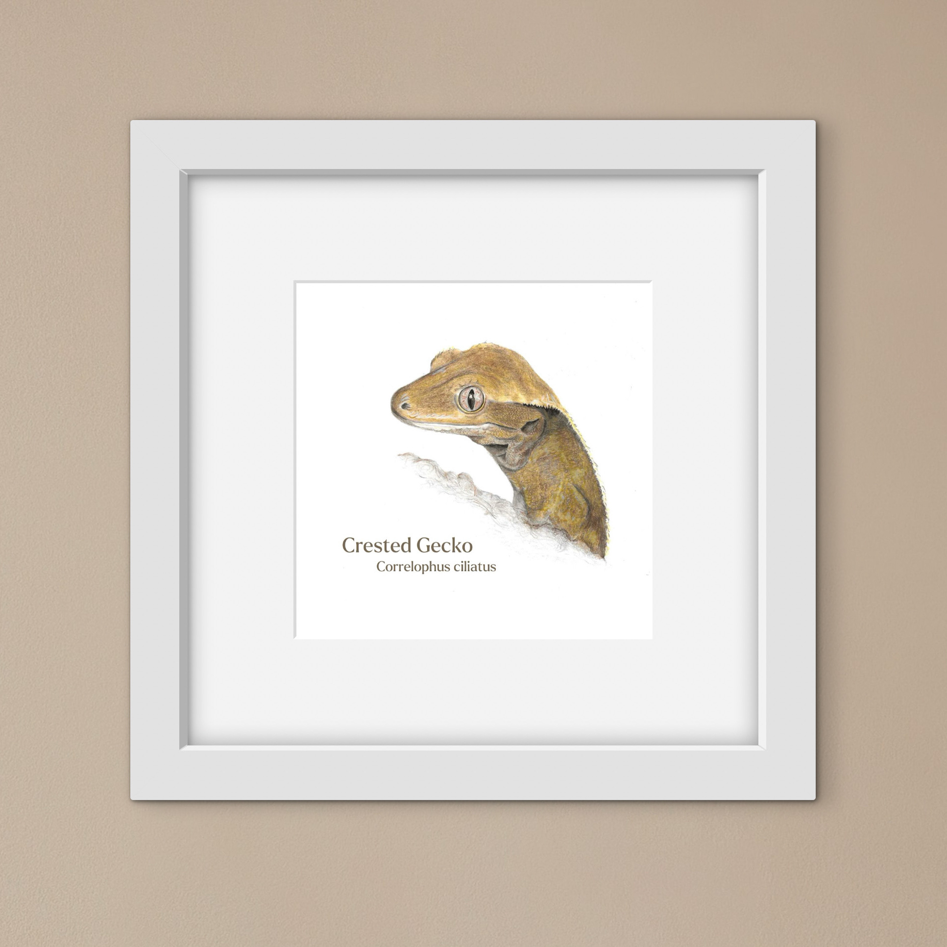 Drawing of a crested gecko with latin text in a square white frame against a beige background