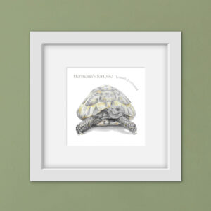 drawing of a tortoise in a square white frame with Latin text. The picture is against a green wall