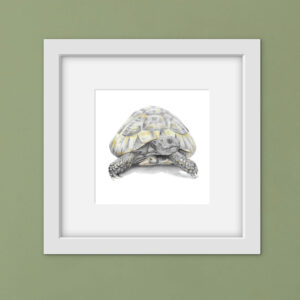 drawing of a tortoise in a white square frame against a green background